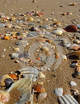 Closeup of a beach filled with a variety of shells