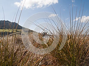 Closeup beach grass or pingao on coastal beach