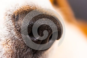 Closeup of beagle dog nose. Macro detail shoot