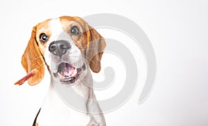 Closeup of Beagle dog, portrait, in front of white