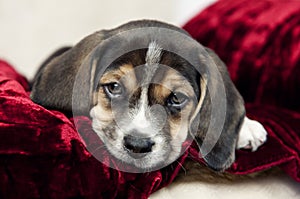 Closeup Beagle Puppy