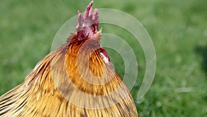 Closeup on the beak of a rooster