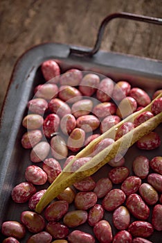 Closeup of bean pod being emptied into a metal tray on a wooden table