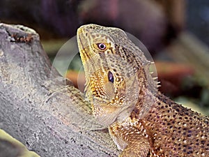 Closeup Bearded Dragon on Branch on Nature Background