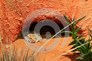 Closeup of a Bearded Dragon in the den