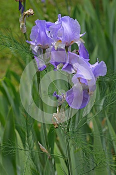 Closeup of an Bearded Iris plant in full bloom