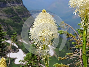 Closeup of Beargrass Xerophyllum tenax white flower on Highline Trail at Logan Pass on the Going to the Sun Road in Glacier Nati