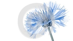 Closeup of beautful blue flower of cornflower. Summer flowers. Floral abstract background. Generative AI. Illustration for banner