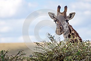 Closeup of a beautiful adult masai giraffe in the african wilderness
