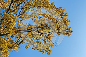 Closeup of a beautiful autumn tree with golden leaves against a blue sky