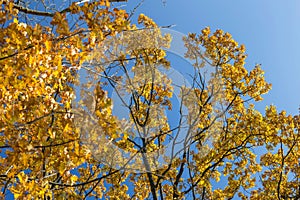 Closeup of a beautiful autumn tree with golden leaves against a blue sky