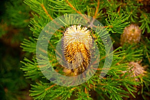 Closeup of beautiful Banksia spinulosa in a garden on a sunny day