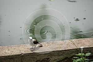 Closeup of beautiful bird Fluvicola nengeta