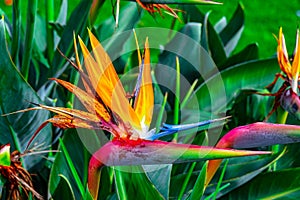 Closeup of a beautiful bird of paradise flower in a garden