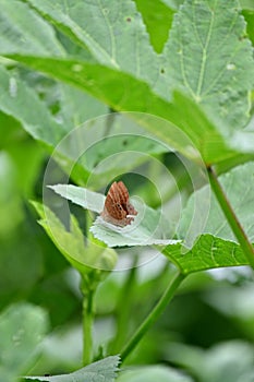 Closeup the beautiful black brown color butterfly hold and sitting on green ladyfinger plant in the farm soft focus natural green
