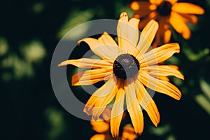 Closeup of a beautiful Black-eyed Susan flower in a field