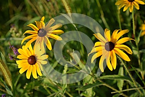 Closeup of beautiful Black-eyed Susan flowers in a garden during sunrise
