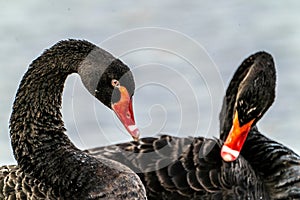 Closeup of beautiful black swans (Cygnus atratus) on floating on the water