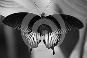 Closeup of a beautiful black and white butterfly resting on a leaf