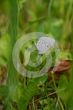 Closeup the beautiful black white color butterfly hold and sitting on green grass plant in the farm soft focus natural green brown