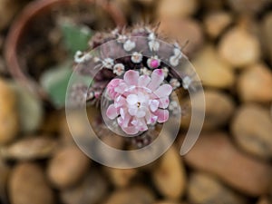 Closeup of beautiful blooming cactus.