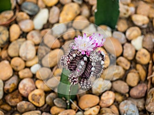 Closeup of beautiful blooming cactus flower.