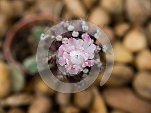 Closeup of beautiful blooming cactus flower.