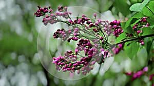 closeup of beautiful blooming flowers in green garden