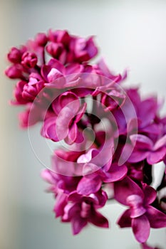 Closeup of a beautiful blooming lilac with unusual flowers of bright lilac color