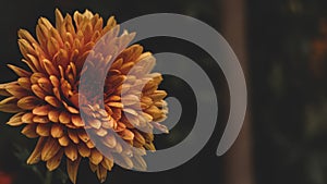 Closeup of a beautiful blooming orange dahlia flower with a black background