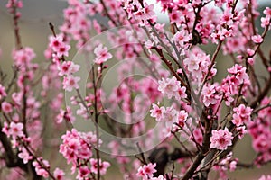 Closeup of beautiful blooming peach