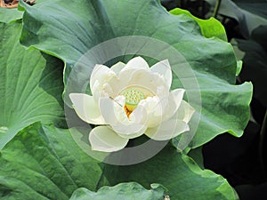 Closeup of beautiful blooming pure white lotus flower supported by green leaves