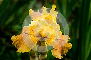 Closeup of a beautiful blooming yellow bearded iris flower