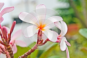 Closeup of beautiful blossomed Frangipani flowers