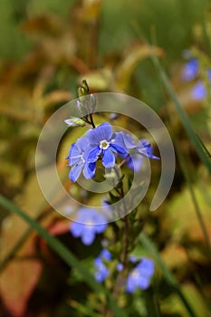 Closeup of beautiful blue flower