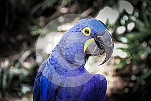 Closeup of the beautiful blue Hyacinth macaw (Anodorhynchus hyacinthinus) on the blurred background