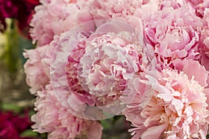 Closeup of beautiful bouquet of pink peony flowers