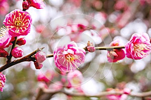 Closeup beautiful and bright pink cherry blossoms blooming on tree brunch and blurry full bloom background