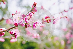 Closeup beautiful and bright pink cherry blossoms blooming on tree brunch