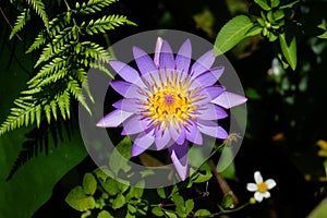 Closeup of beautiful bright purple violet Nymphaea or Water Lily bud in a pond