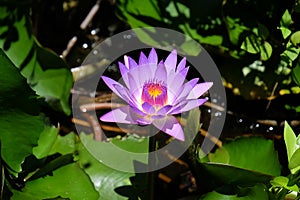 Closeup of beautiful bright purple violet Nymphaea or Water Lily bud in a pond