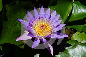 Closeup of beautiful bright purple violet Nymphaea or Water Lily bud in a pond