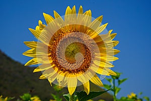 Closeup beautiful bright yellow fresh sunflower head showing pollen pattern and soft petal with blurred field, mountain and blue