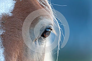 Closeup of the beautiful brown eye of a horse with long white hair on a blurred blue background