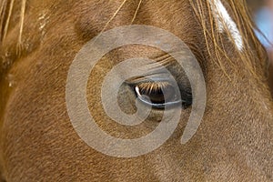 Beautiful Brown Horse with White Head Spot Closeup