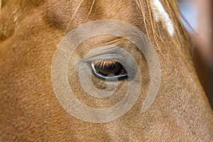 Beautiful Brown Horse with White Head Spot Closeup
