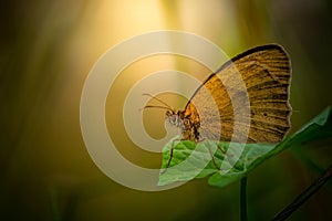 Closeup of a beautiful brown sand eye butterfly, meadow brown, Maniola jurtina on a green leaf