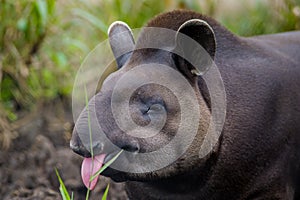 Closeup beautiful brown tapir, biggest mammal of the Amazon rainforest