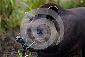 Closeup beautiful brown tapir, biggest mammal of the Amazon rainforest