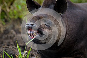 Closeup beautiful brown tapir, biggest mammal of the Amazon rainforest